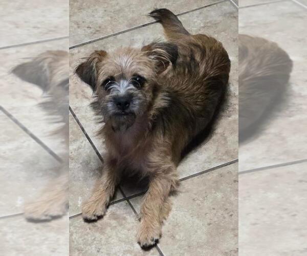 Medium Photo #1 Border Terrier-Norfolk Terrier Mix Puppy For Sale in San Antonio, TX, USA