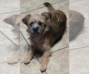 Border Terrier-Norfolk Terrier Mix Dogs for adoption in San Antonio, TX, USA
