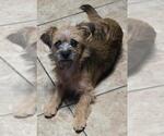 Freda - Female Border Terrier-Norfolk Terrier Mix Dog for Adoption - Small photo