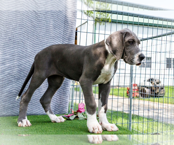 Medium Photo #185 Great Dane Puppy For Sale in WAKARUSA, IN, USA
