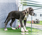 Small #11 Great Dane