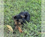 Small #6 Morkie