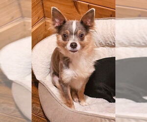 Medium Chihuahua Mix