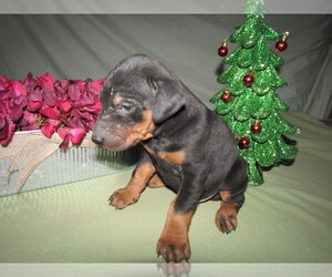 Doberman Pinscher Puppy for sale in HUDSON, MI, USA
