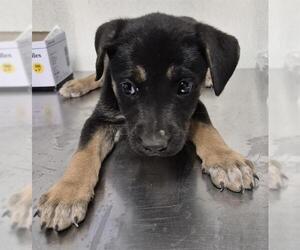 Medium German Shepherd Dog
