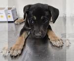 Small German Shepherd Dog