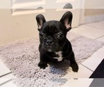 Small Photo #2 French Bulldog Puppy For Sale in SAN DIEGO, CA, USA
