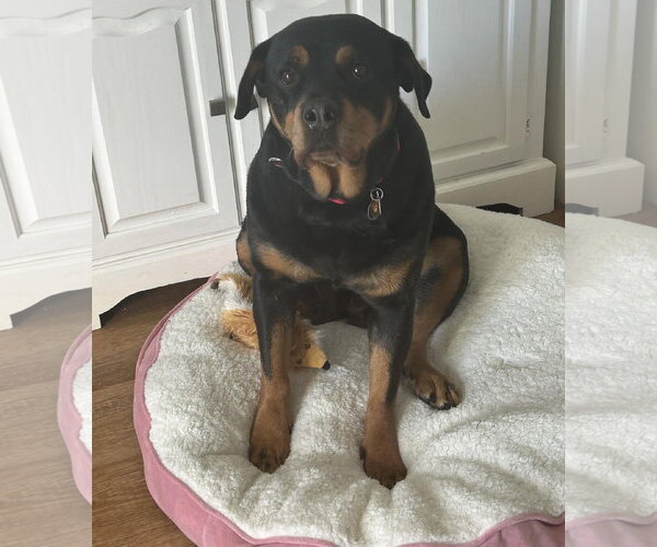 Medium Photo #1 Rottweiler-Unknown Mix Puppy For Sale in Princeton, MN, USA