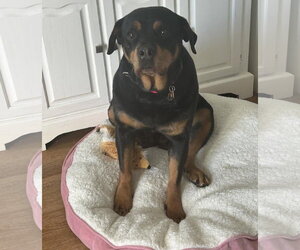 Rottweiler-Unknown Mix Dogs for adoption in Princeton, MN, USA