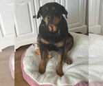 Queenie - Female Rottweiler-Unknown Mix Dog for Adoption - Small photo