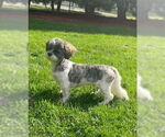 Small #1 Shih Tzu