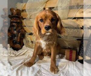 Golden Cavalier Puppy for sale in TUSCOLA, IL, USA