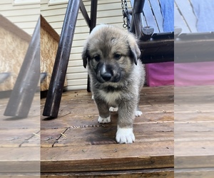 German Shepherd Dog-Great Pyrenees Mix Puppy for sale in TOPEKA, KS, USA