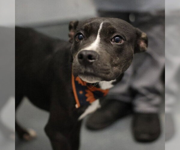 Medium Photo #1 American Staffordshire Terrier-Unknown Mix Puppy For Sale in San Antonio, TX, USA