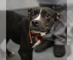 KAHLUA - Male American Staffordshire Terrier-Unknown Mix Dog for Adoption - Small photo