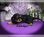 Small #12 Cavalier King Charles Spaniel
