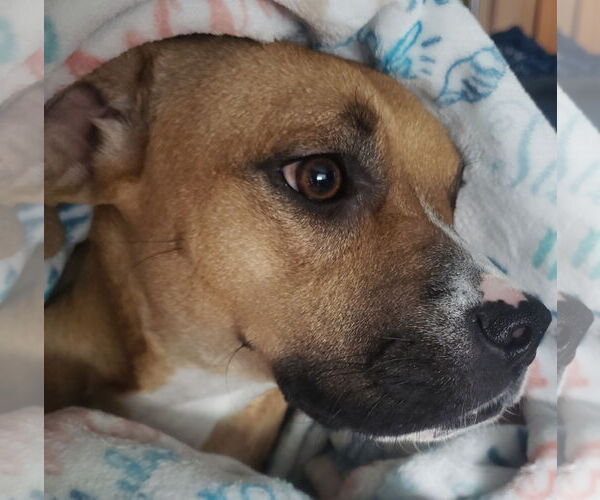 Medium Photo #2 Boxer-Unknown Mix Puppy For Sale in Royal Palm Beach, FL, USA
