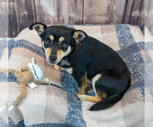 Medium Photo #4 Chihuahua-Unknown Mix Puppy For Sale in Kennesaw, GA, USA