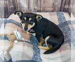 Small #3 Chihuahua Mix