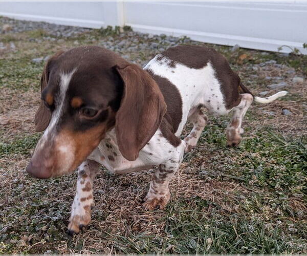 Medium Photo #5 Dachshund Puppy For Sale in Shelbyville, TN, USA