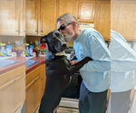 Small #3 Great Dane-Labrador Retriever Mix