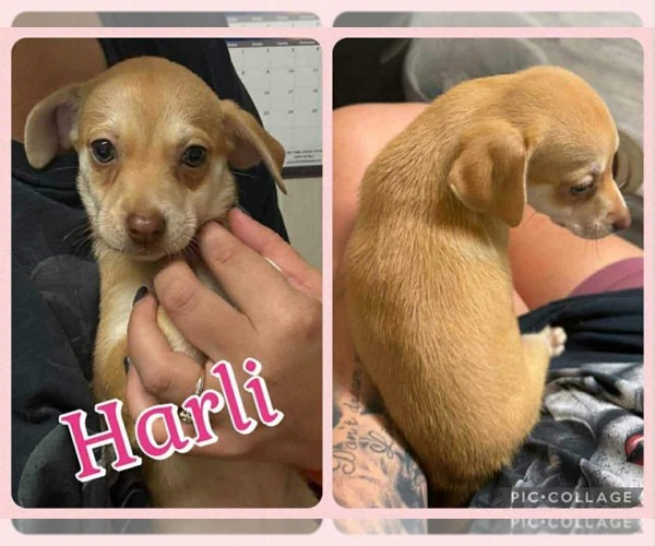 Medium Photo #1 Chiweenie Puppy For Sale in Wakefield, RI, USA