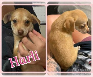 Chiweenie Dogs for adoption in Wakefield, RI, USA