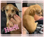 Small Chiweenie