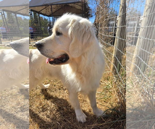 Medium Photo #3 Golden Retriever-Unknown Mix Puppy For Sale in Woodbury, NY, USA