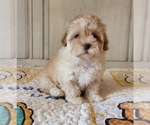 Small #6 Maltipoo