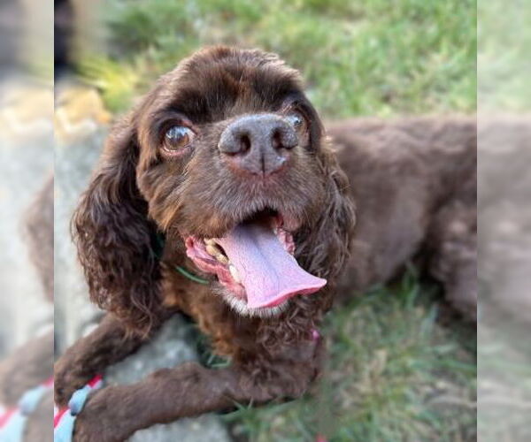 Medium Photo #4 Cocker Spaniel Puppy For Sale in Arlington, VA, USA