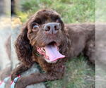 Small #3 Cocker Spaniel