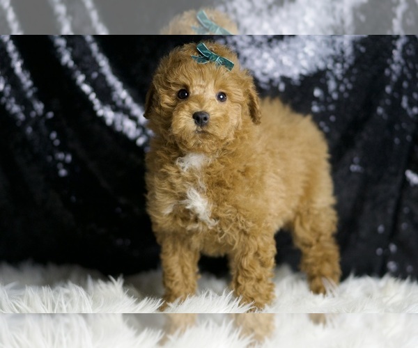 Medium Photo #36 Maltipoo (Miniature) Puppy For Sale in WARSAW, IN, USA