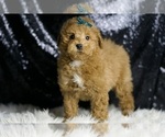 Small Photo #36 Maltipoo (Miniature) Puppy For Sale in WARSAW, IN, USA