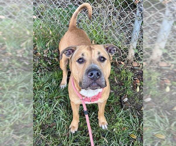 Medium Photo #1 Mutt Puppy For Sale in Sacramento, CA, USA