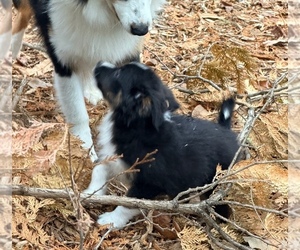 F2 Aussiedoodle Puppy for sale in ONAWAY, MI, USA