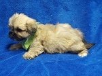 Small Photo #32 Lhasa Apso Puppy For Sale in BUFFALO, MO, USA