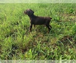 Small #1 Doberman Pinscher