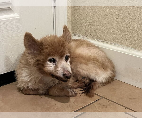 Medium Photo #1 Pomeranian-Unknown Mix Puppy For Sale in Woodland, CA, USA