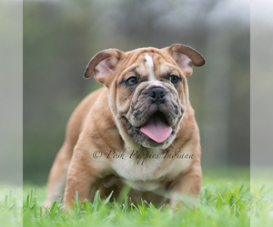 Medium English Bulldog