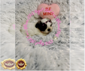 Shih Tzu Puppy for sale in ATHENS, GA, USA
