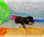 Small #25 Morkie