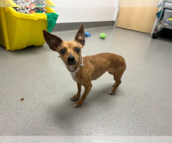 Medium Photo #13 Chiweenie Puppy For Sale in San Francisco, CA, USA