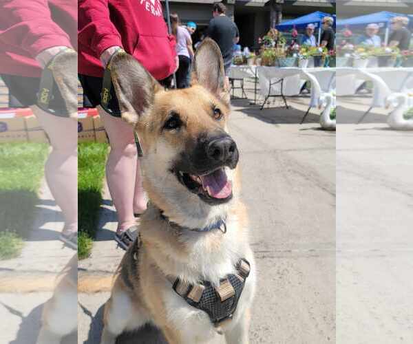 Medium Photo #4 German Shepherd Dog Puppy For Sale in Gretna, NE, USA