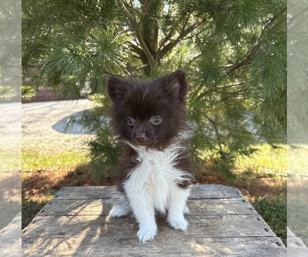 Medium Photo #4 Pomeranian Puppy For Sale in MIDDLEBURY, IN, USA