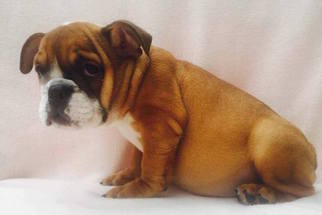 Bulldog Puppy for sale in SUMMERVILLE, SC, USA