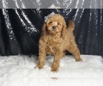 Small Photo #83 Goldendoodle (Miniature) Puppy For Sale in WARSAW, IN, USA
