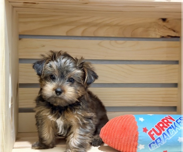 Medium Photo #7 Morkie Puppy For Sale in CASSVILLE, MO, USA