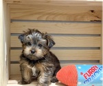 Small #6 Morkie