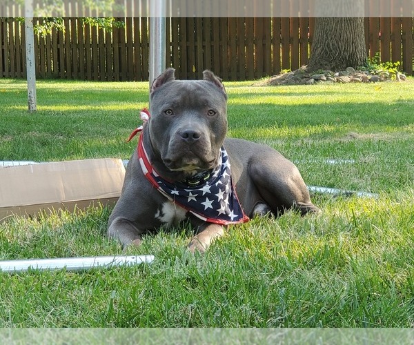 Medium Photo #1 American Bully Puppy For Sale in WEST MILTON, OH, USA